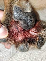 ..JUST MAGICK PAW POWDER