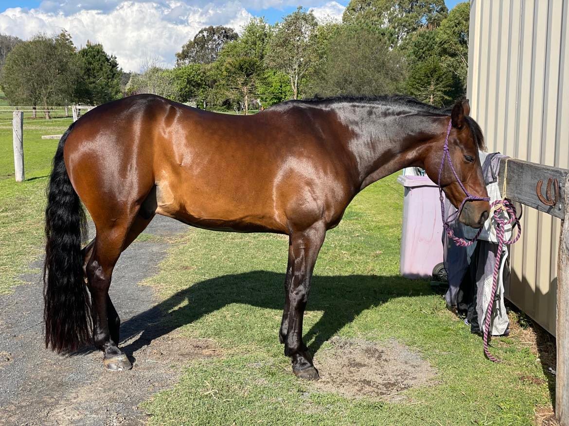 JUST MAGICK COAT PERFECTION