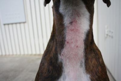 ..JUST MAGICK PAW POWDER