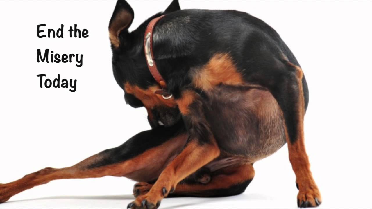 **JUST MAGICK SHAMPOO FOR DOGS